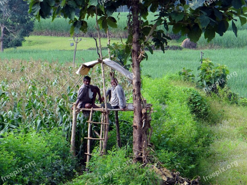 Maize Fields Farm Perch Farm Watch Farmers Western Ghats