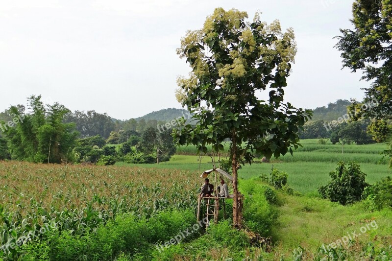 Maize Fields Perch Farmer's Perch Teak Tree Farmers