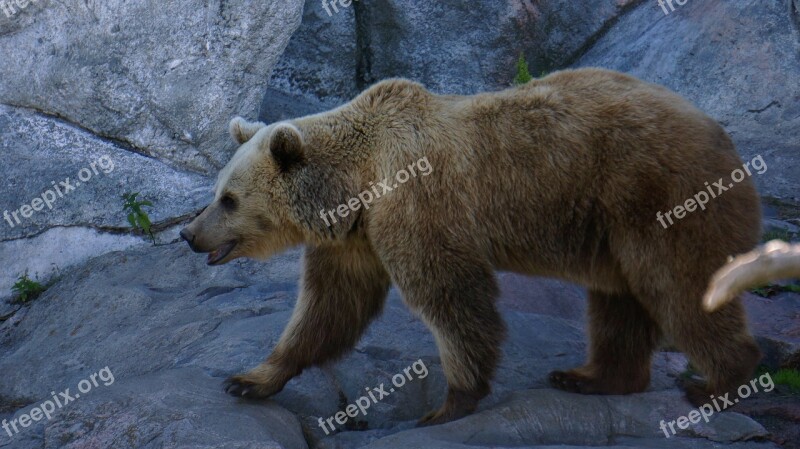 Bear Teddy Bear Predator Zoo The Bear