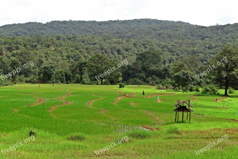 Paddy Fields Farm Watch Western Ghats Hills India