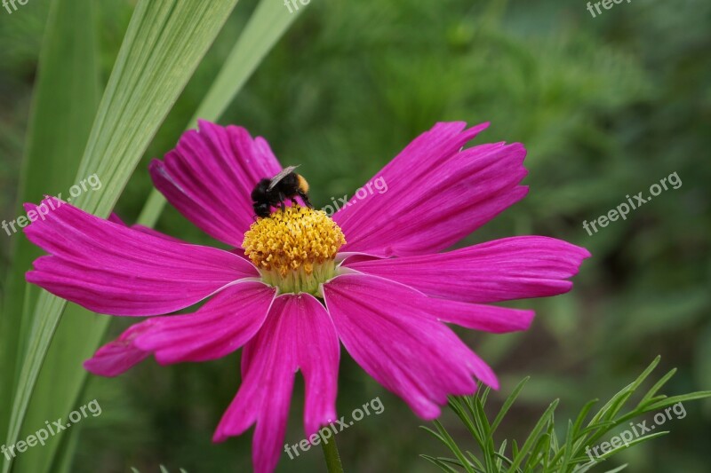 Cosmos Flower Delicate Flower Bee In Bloom Summer Free Photos