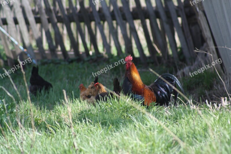 Spring Nature Village Cock Grass