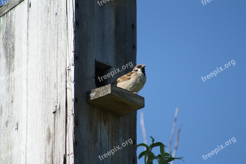 Spring Nature Birdhouse Sparrow Bird