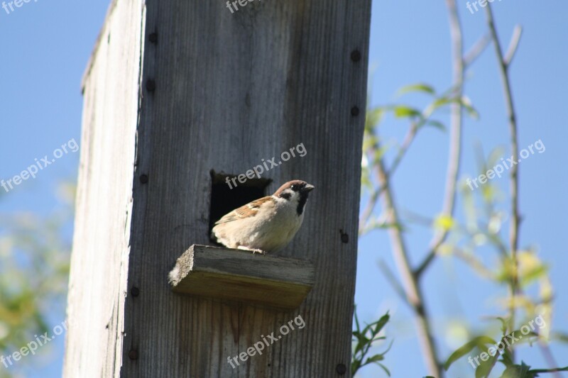 Spring Nature Birdhouse Sparrow Bird