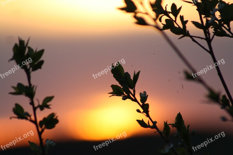 Spring Bloom Nature Leaves Natur