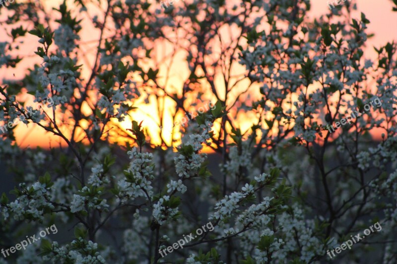 Spring Bloom Nature Leaves Natur