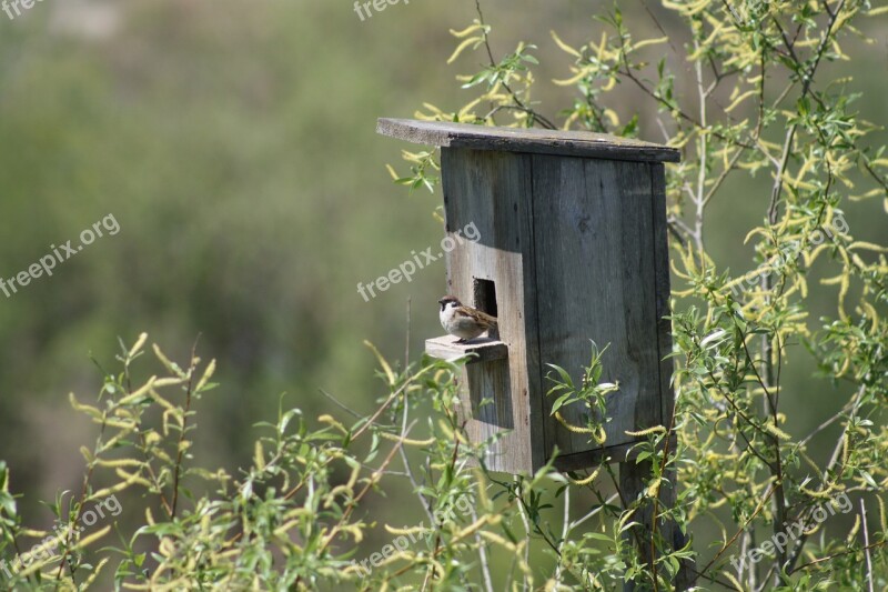 Spring Nature Birdhouse Sparrow Bird