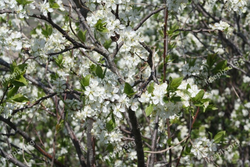 Spring White Bloom Nature Apple Tree