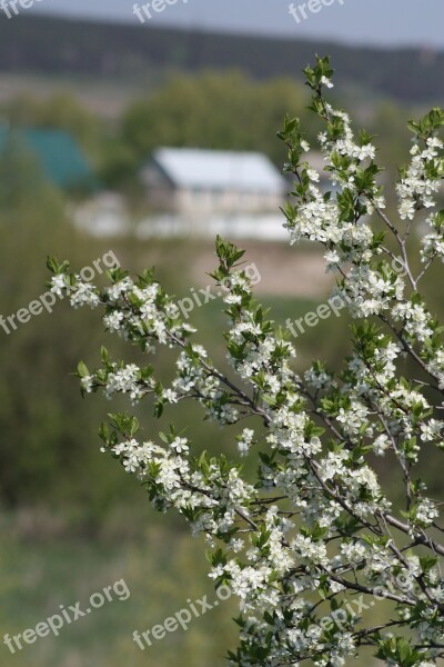 Spring White Bloom Nature Apple Tree