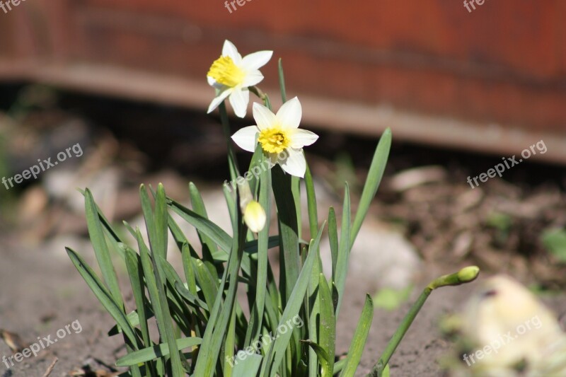 Spring Nature Spring Flower Bloom White