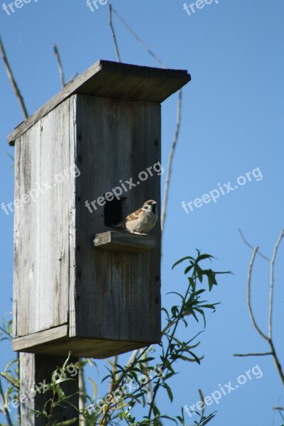 Spring Nature Birdhouse Sparrow Bird