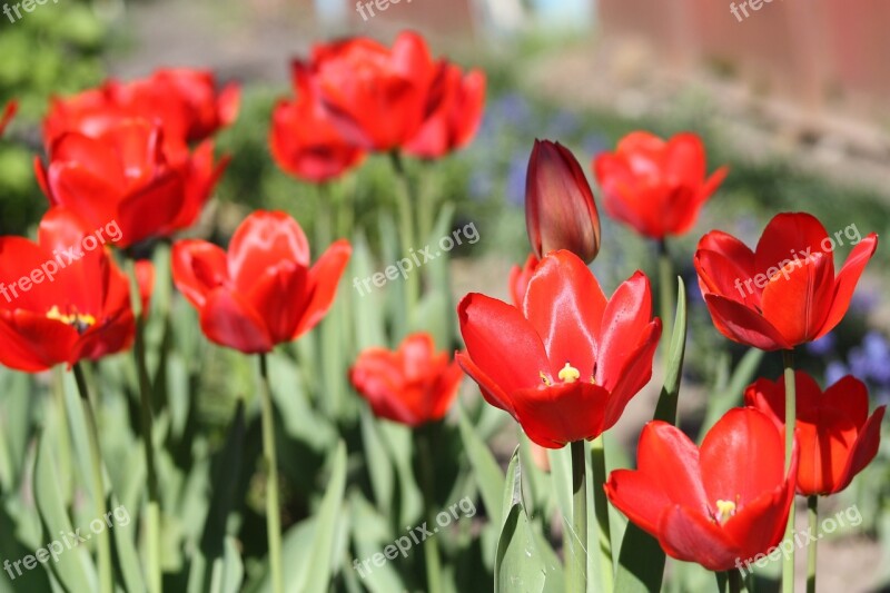 Tulips Tulip Flower Spring Nature