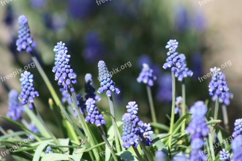 Spring Flower Bloom Purple Green