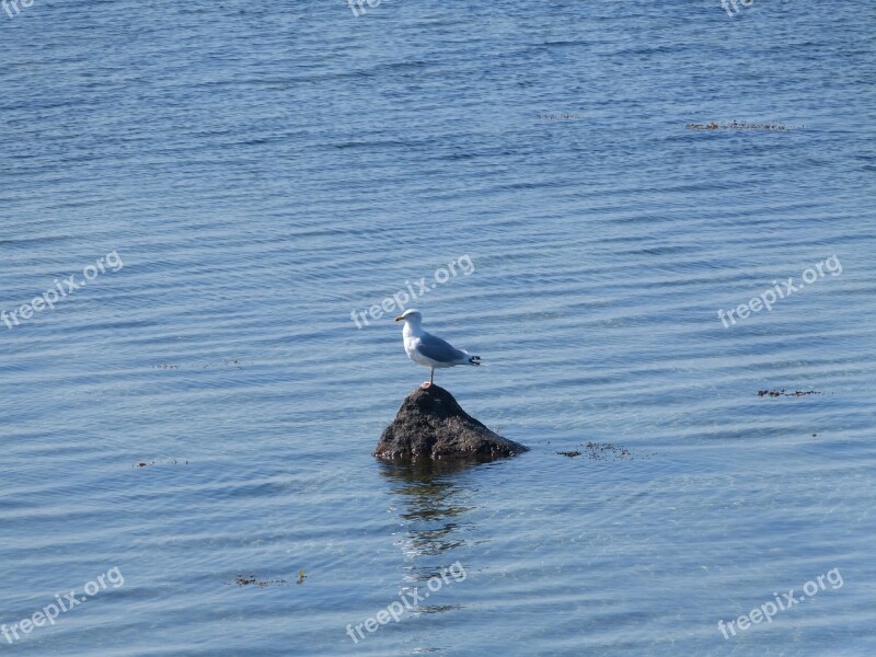 Seagull Baltic Sea Geltinger Bakshi Free Photos