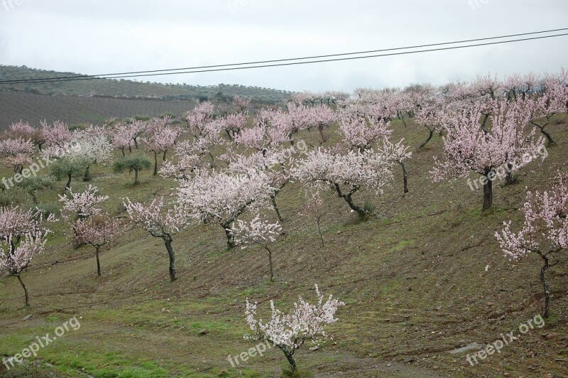 Almond Trees Flower Flowers Free Photos