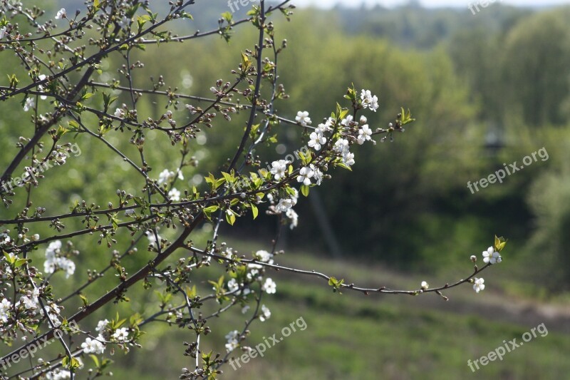 Spring White Bloom Nature Apple Tree