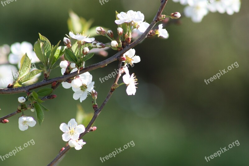 Spring White Bloom Nature Apple Tree