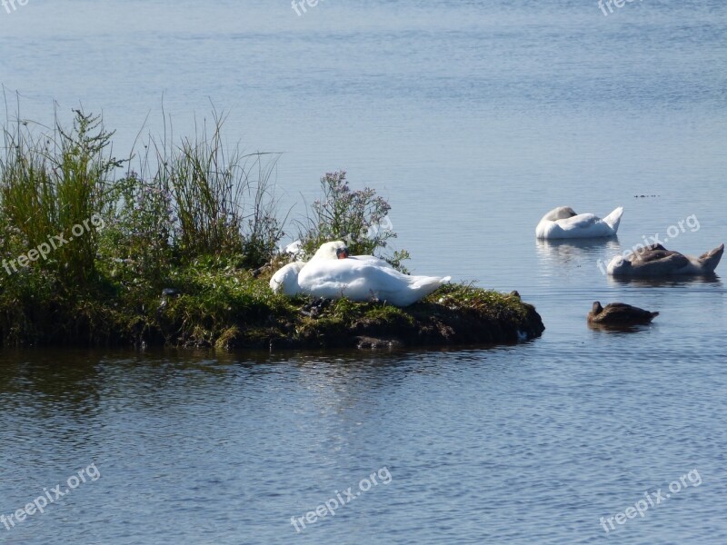 Swan Baltic Sea Geltinger Bakshi Free Photos