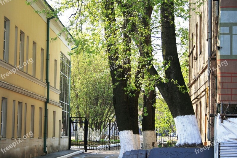 Buildings Cream And Pink Trees Tree Trunks Green Leaves