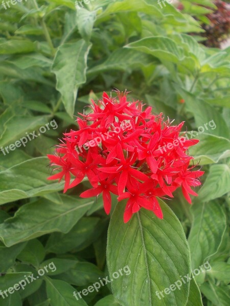 Sri Lanka Peradeniya Garden Red Flower