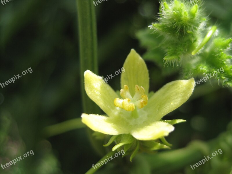 Shu-shu Plant Flower Blossom Petals Tender