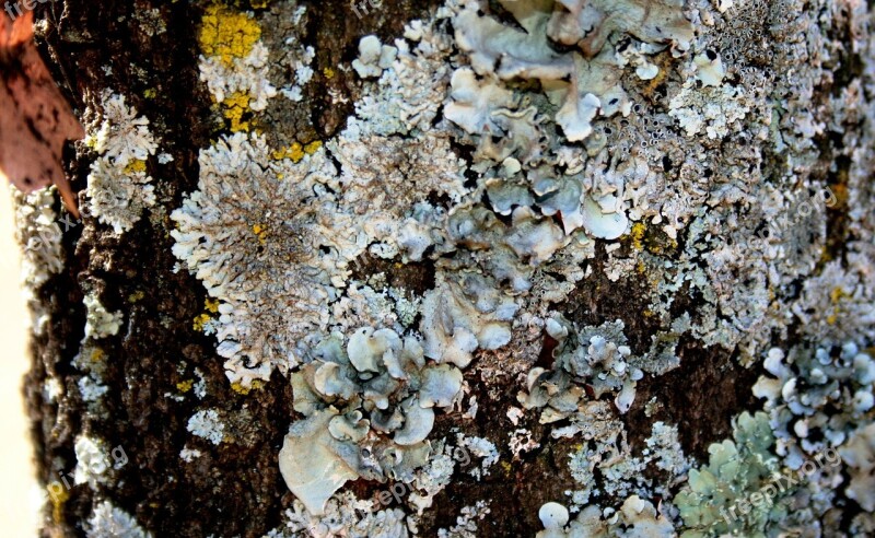 Lichen Tree Trunk Shady Side Light Grey Spots Of Color