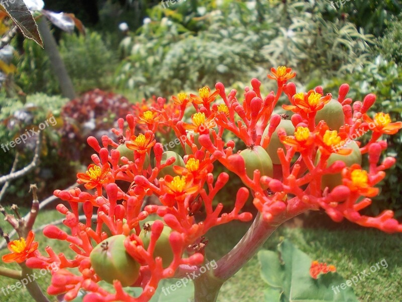 Flower Flowers Sri Lanka Nature Peradeniya