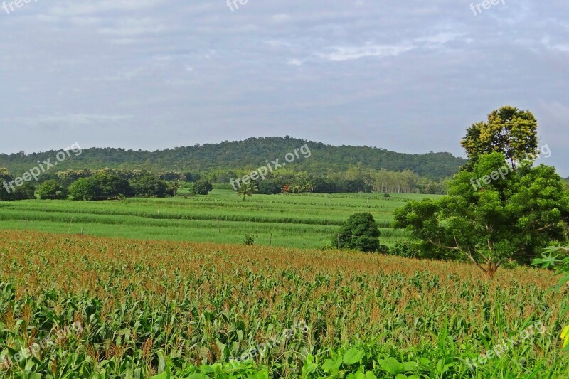 Maize Field Hills Landscape Western Ghats Karnataka