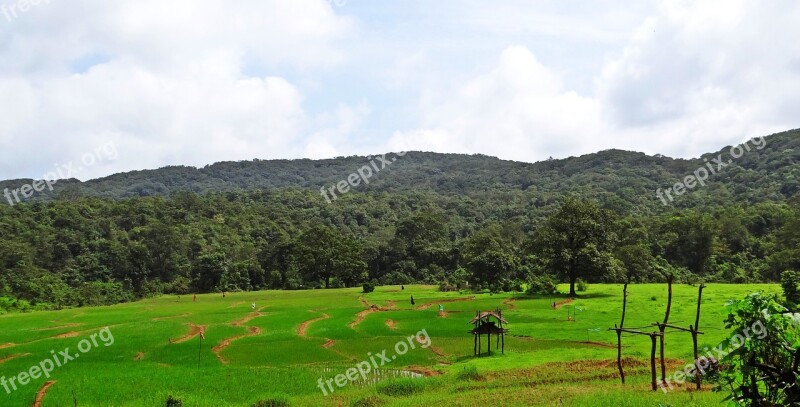 Paddy Field Hills Landscape Western Ghats Karnataka