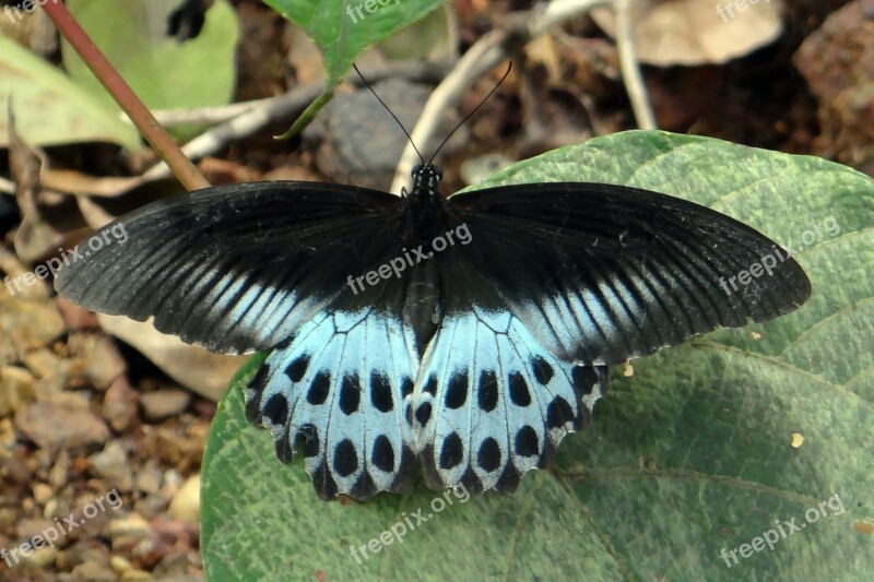 Blue Mormon Papilio Polymnestor Large Swallowtail Butterfly South India