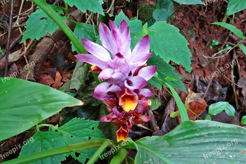 Curcuma Aromatica Wild Turmeric Flower Flora Herb