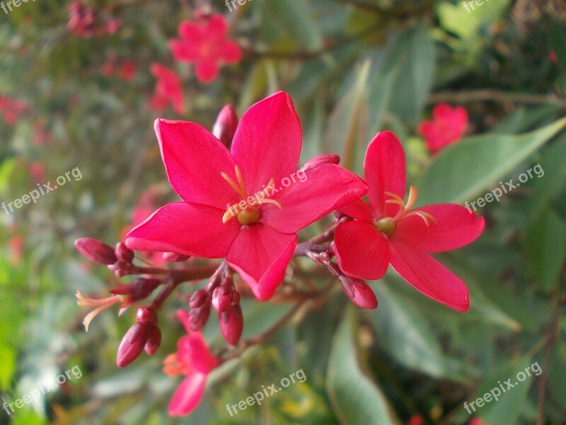 Flower Flowers Sri Lanka Nature Peradeniya