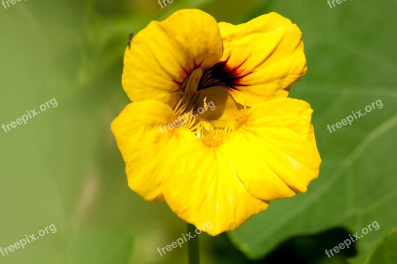 Nasturtium Tropaeolum Calyx Sepals Nasturtium Family