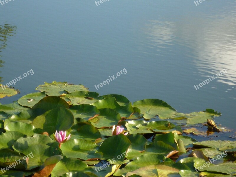 Water Lilies Lotus Summer Free Photos