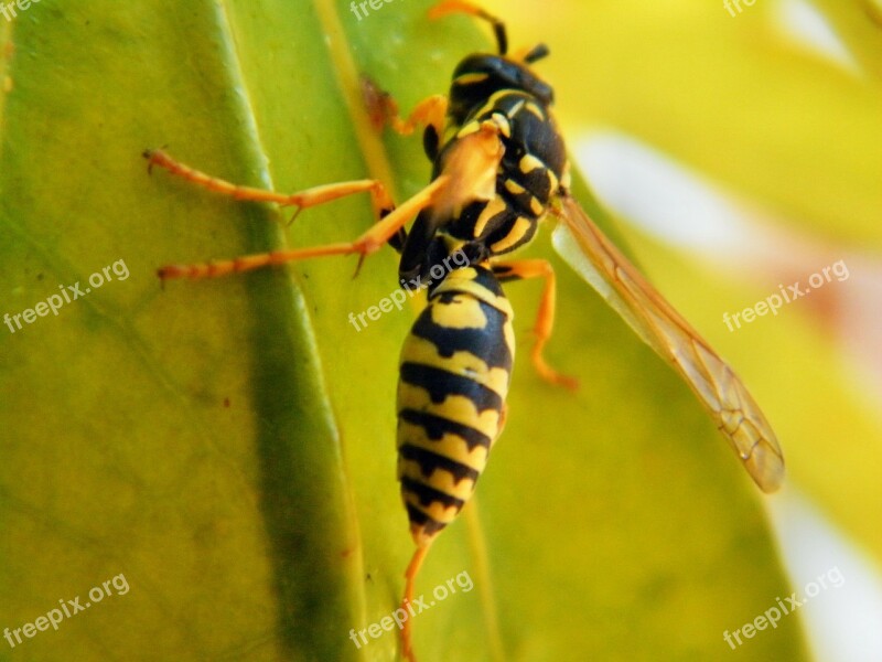 Wasp Animal Insect Nature Macro