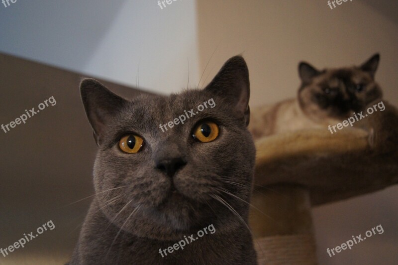 Cat Grey Domestic Cat Cat's Eyes Free Photos