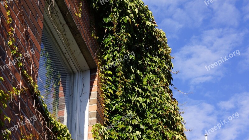 Virginia Creeper Grow Along The Wall Reflected In The Window Free Photos