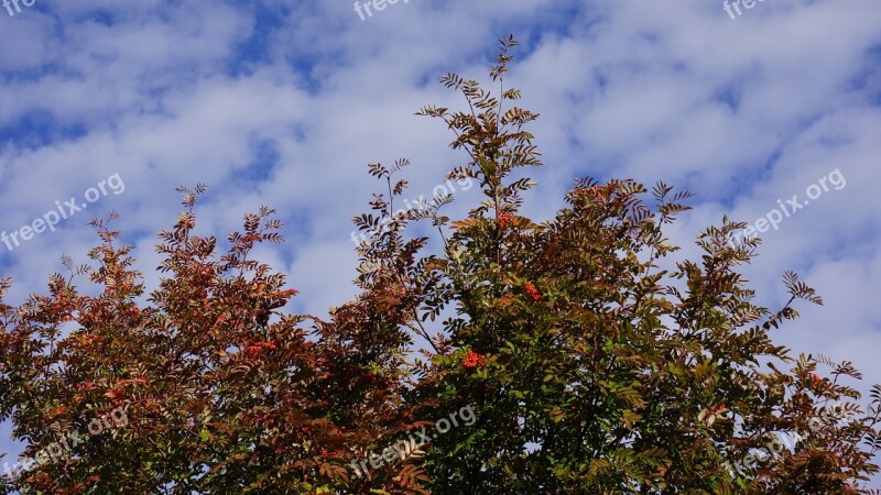 Autumn Fall Colors Rowan Blue Sky White Clouds