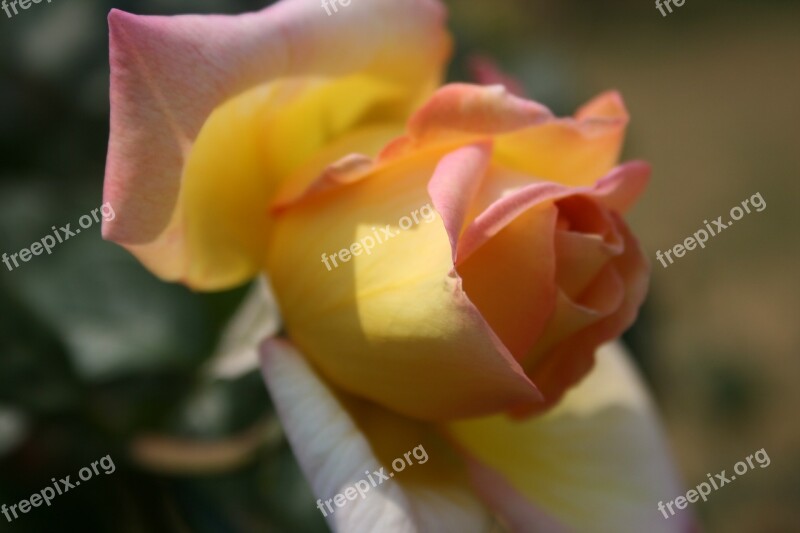 Rose Pinky-yellow Opening Bloom Bud