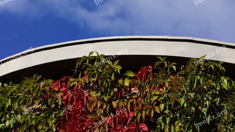 Autumn Fall Colors Red Leaves Virginia Creeper Blue Sky