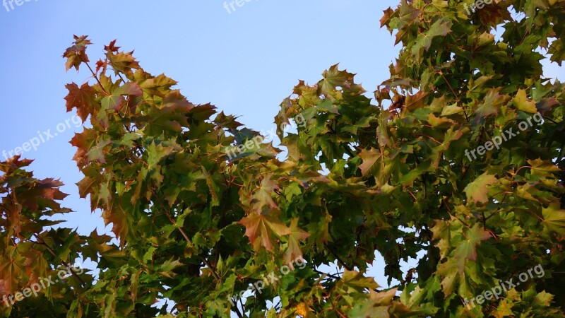 Autumn Fall Colors Maple Foliage Tree