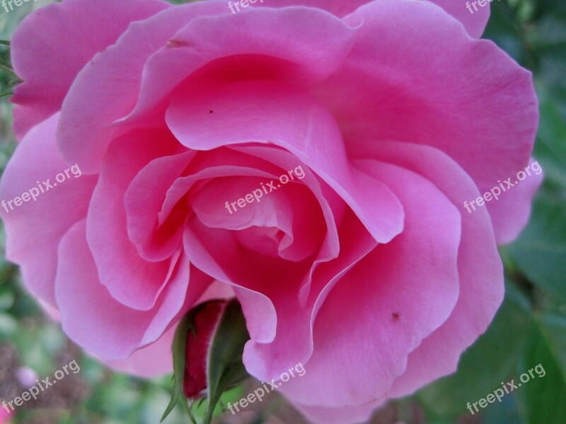 Rose Deep Pink Open Bloom Bud