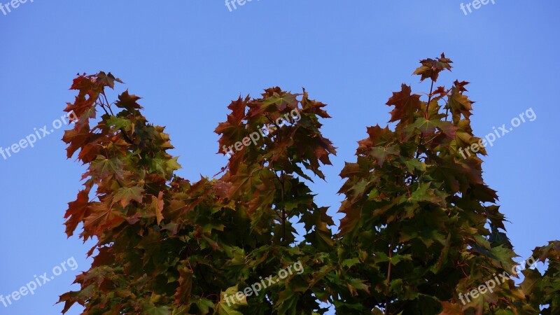 Autumn Fall Colors Maple Blue Sky Free Photos