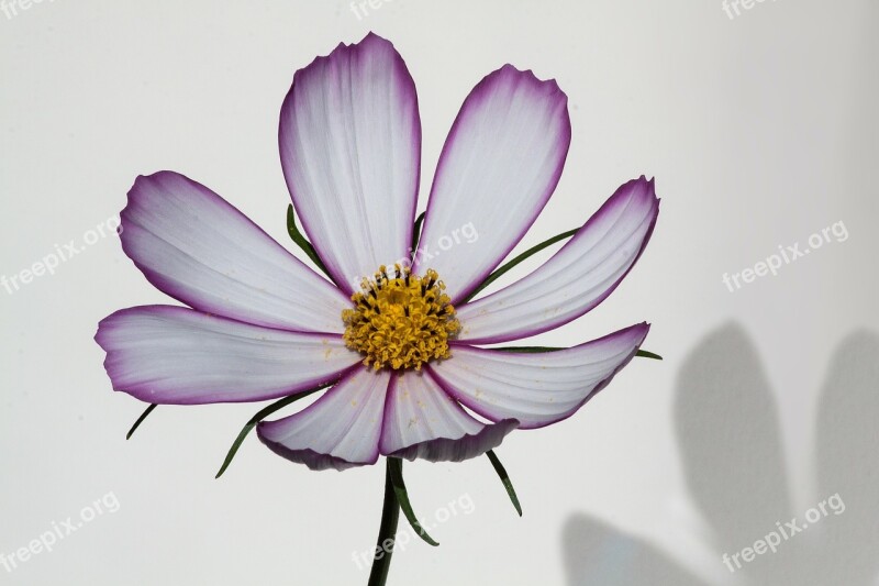 Cosmos Como Bipinnatus Cosmea Bipinnata Leaflet Leaved Schmuckblume Kosmee