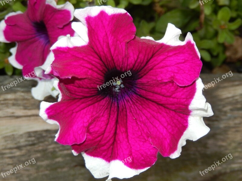 Petunia Flowers Nature Free Photos