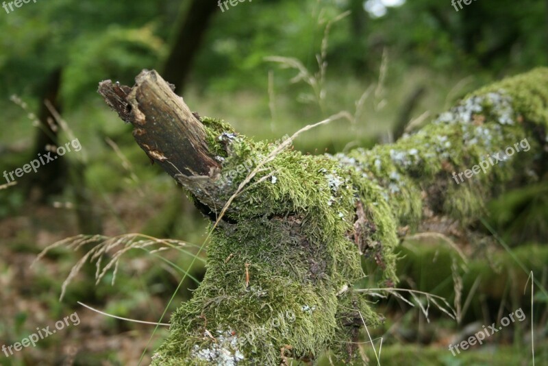 Branch Tree Autumn Forest Branches Moss