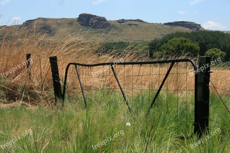 Farm Gate Veld Green Tall Grass Bush