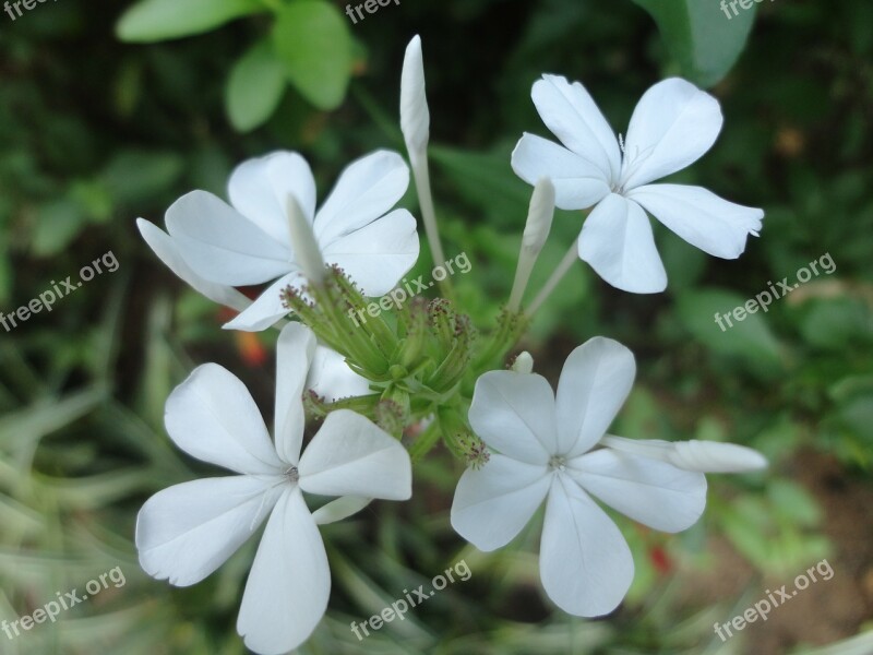 Flowers Flower Jasmine Sri Lanka Ceylon