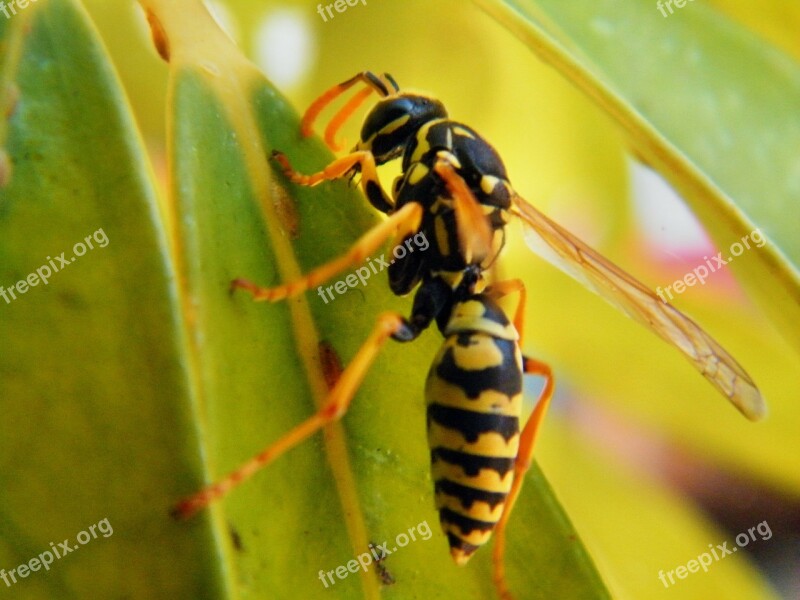 Wasp Animal Insect Nature Macro