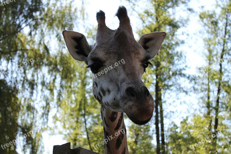 Giraffe View Zoo Free Photos